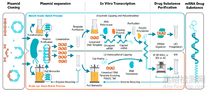 mRNA 藥物生產技術和現(xiàn)狀