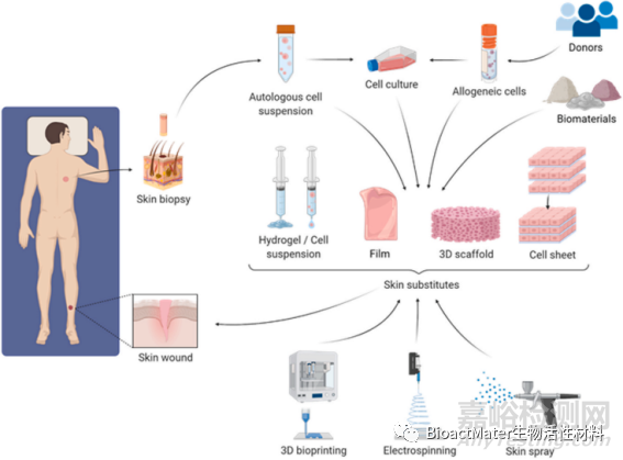 皮膚再生噴霧產(chǎn)品的研究進(jìn)展