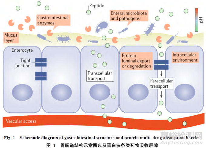 口服蛋白多肽類藥物制劑開發(fā)策略