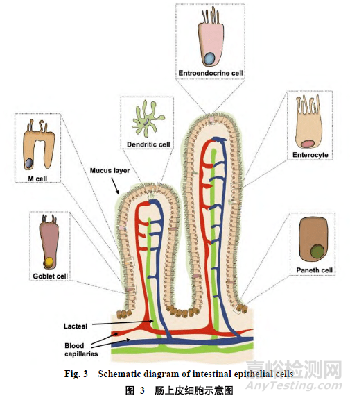 口服蛋白多肽類藥物制劑開發(fā)策略