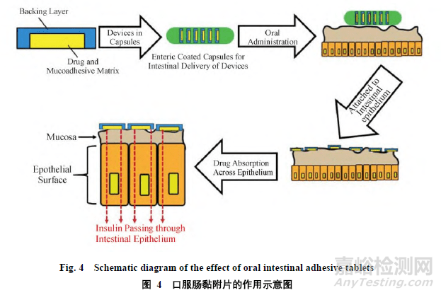 口服蛋白多肽類藥物制劑開發(fā)策略