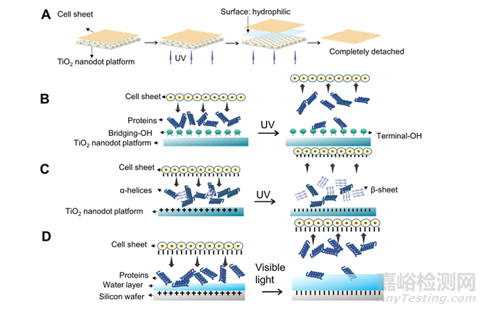用于再生醫(yī)學(xué)和組織工程的納米材料細(xì)胞薄片技術(shù)