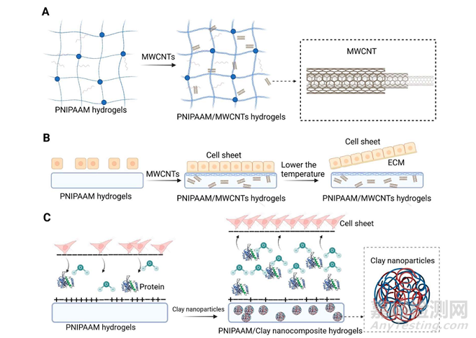 用于再生醫(yī)學(xué)和組織工程的納米材料細(xì)胞薄片技術(shù)