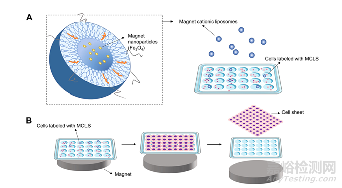 用于再生醫(yī)學(xué)和組織工程的納米材料細(xì)胞薄片技術(shù)
