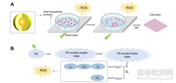 用于再生醫(yī)學(xué)和組織工程的納米材料細(xì)胞薄片技術(shù)