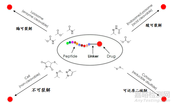 多肽偶聯(lián)藥物（PDC）研究進(jìn)展