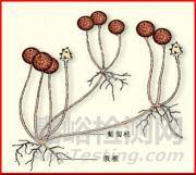 工作環(huán)境中的霉菌超標怎么處理？霉菌污染來源及防治方法詳解！