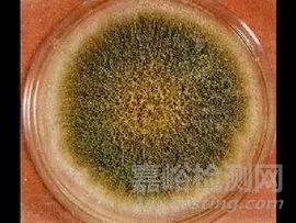 工作環(huán)境中的霉菌超標怎么處理？霉菌污染來源及防治方法詳解！