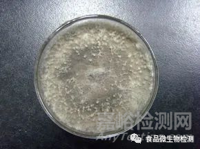 工作環(huán)境中的霉菌超標怎么處理？霉菌污染來源及防治方法詳解！