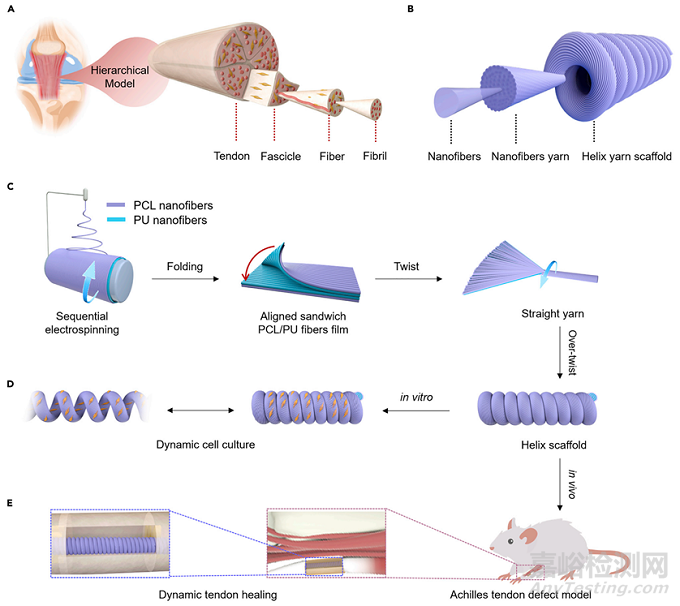 可拉伸螺旋納米纖維支架用于運動型組織動態(tài)再生