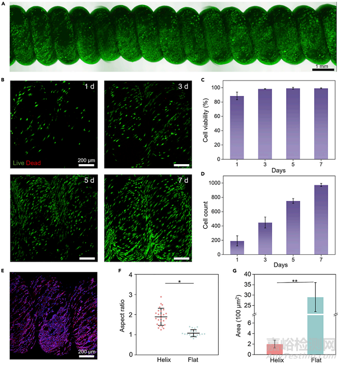 可拉伸螺旋納米纖維支架用于運動型組織動態(tài)再生