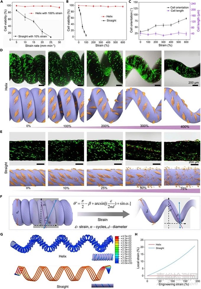 可拉伸螺旋納米纖維支架用于運動型組織動態(tài)再生