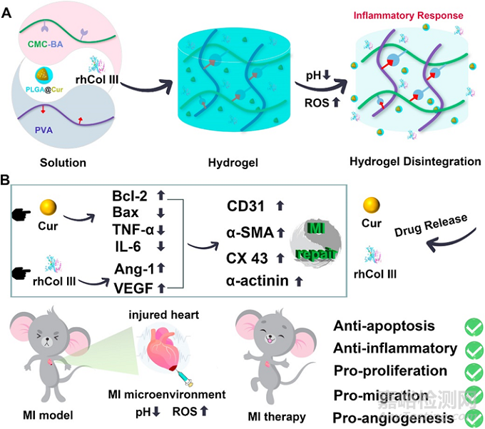 經(jīng)導(dǎo)管微創(chuàng)介入心衰治療可注射水凝膠研究取得新突破