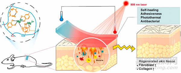一種用于促進受感染傷口愈合的鎂離子/聚多巴胺復(fù)合水凝膠