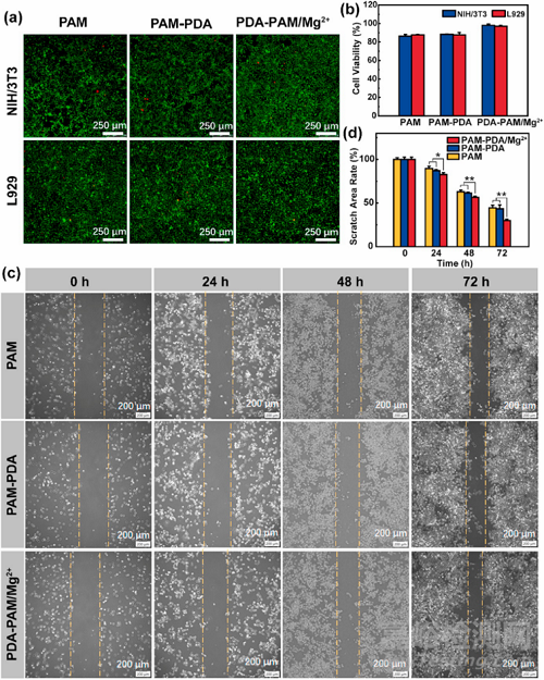 一種用于促進受感染傷口愈合的鎂離子/聚多巴胺復(fù)合水凝膠