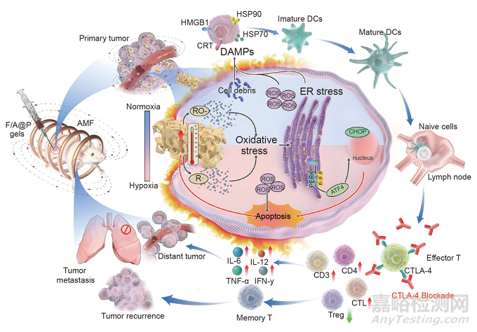 基于液固轉(zhuǎn)化多功能植入物的磁熱動(dòng)力免疫治療策略增強(qiáng)抗三陰乳腺癌療效