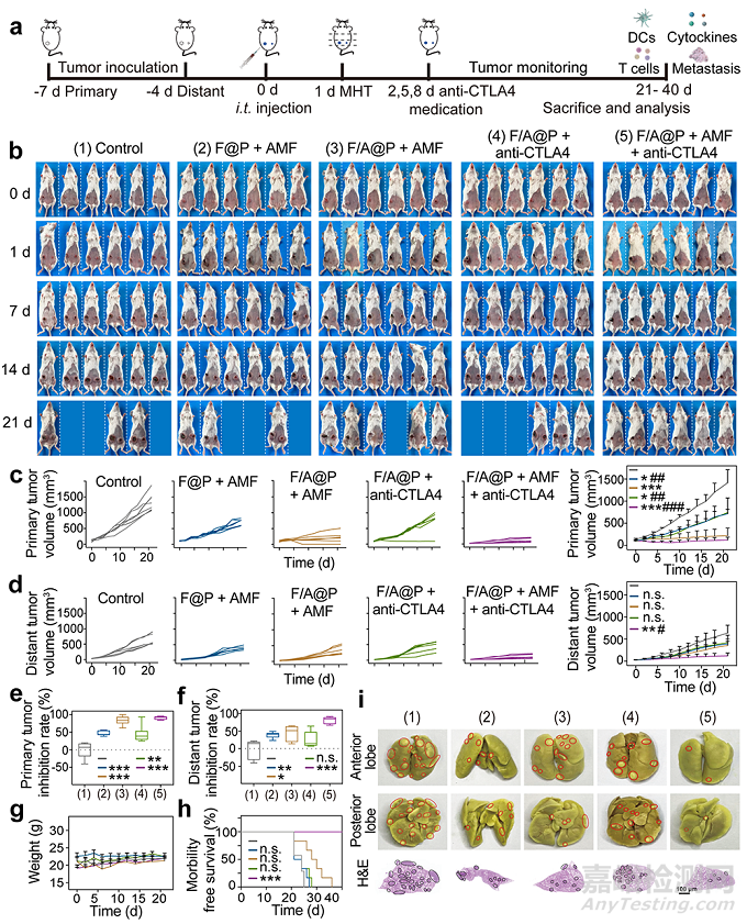 基于液固轉(zhuǎn)化多功能植入物的磁熱動(dòng)力免疫治療策略增強(qiáng)抗三陰乳腺癌療效