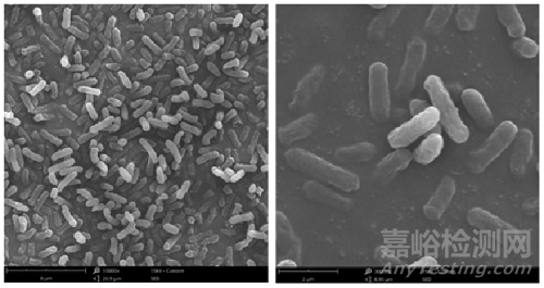 超全SEM測試制樣攻略
