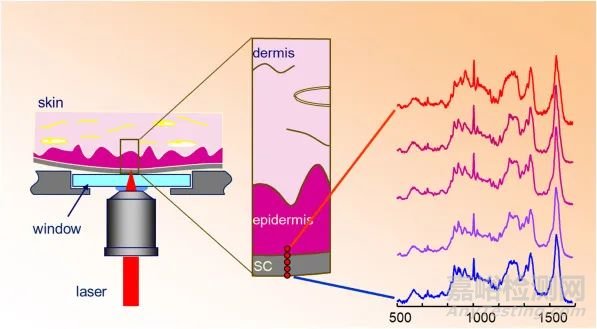利用拉曼實時可視化透皮制劑API滲透動力學