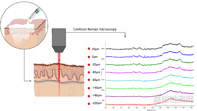 利用拉曼實時可視化透皮制劑API滲透動力學