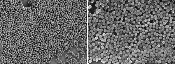 掃描電鏡SEM測(cè)試常規(guī)樣品制備