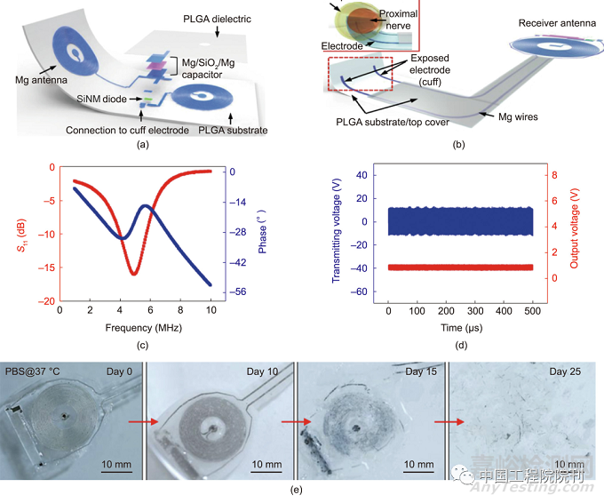 用于人體器官的無線生物電子器件