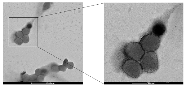 我國成功分離猴痘病毒，開始疫苗藥物研究！