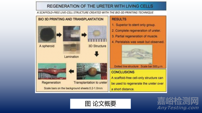 用于輸尿管再生的3D打印活細(xì)胞結(jié)構(gòu)
