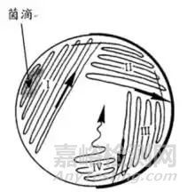 菌種活化的操作方法！