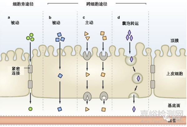 N-甲基化在多肽藥物分子設(shè)計與口服制劑開發(fā)中的作用