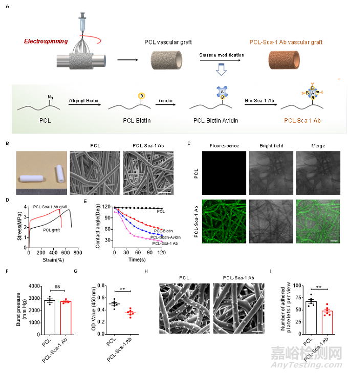 種抗體功能化修飾的人工血管通過(guò)選擇性捕捉血管干/祖細(xì)胞促進(jìn)組織再生