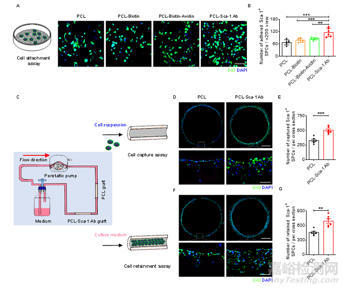 種抗體功能化修飾的人工血管通過(guò)選擇性捕捉血管干/祖細(xì)胞促進(jìn)組織再生