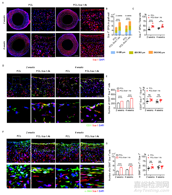 種抗體功能化修飾的人工血管通過(guò)選擇性捕捉血管干/祖細(xì)胞促進(jìn)組織再生