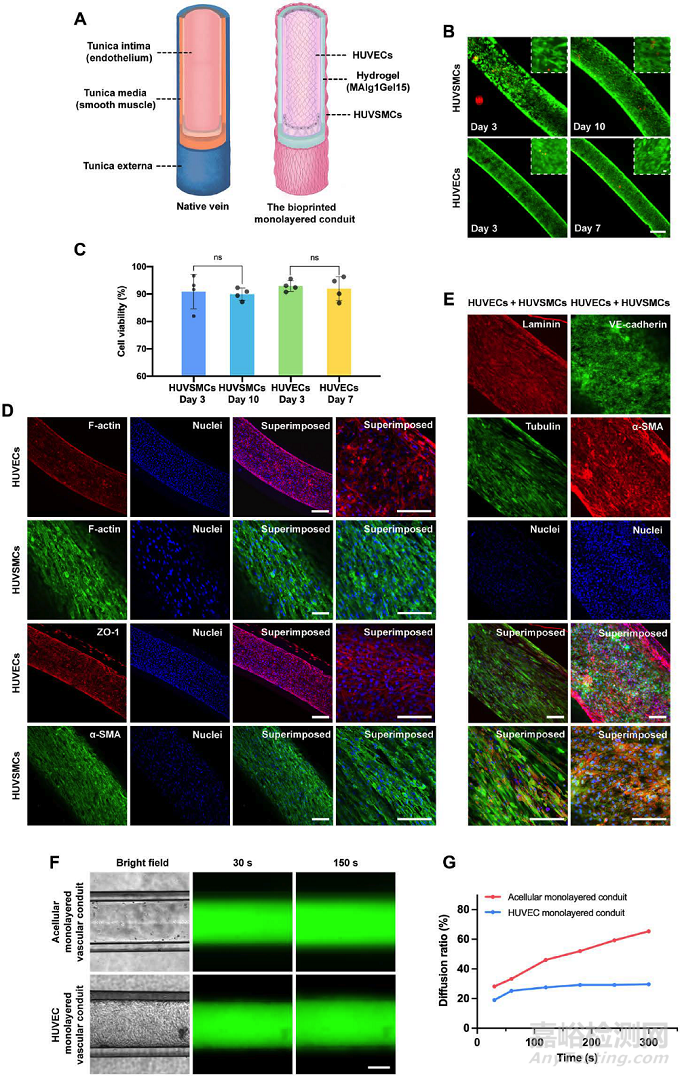 微流控同軸生物打印基于強韌水凝膠的功能化人工血管