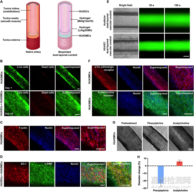 微流控同軸生物打印基于強韌水凝膠的功能化人工血管