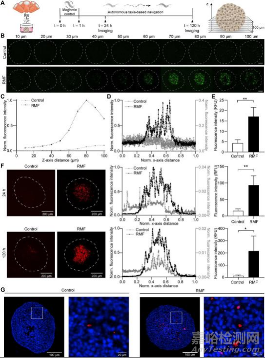 使用均勻旋轉(zhuǎn)磁場控制基于細菌的微型機器人對腫瘤進行治療