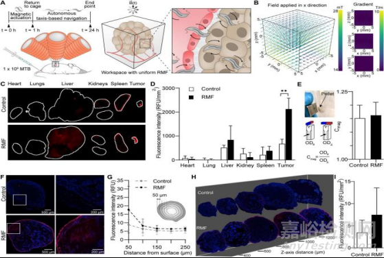 使用均勻旋轉(zhuǎn)磁場控制基于細菌的微型機器人對腫瘤進行治療