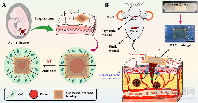 機(jī)械活性的水凝膠創(chuàng)可貼問世