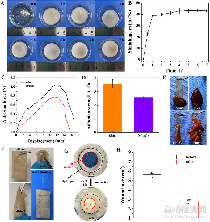 機(jī)械活性的水凝膠創(chuàng)可貼問世