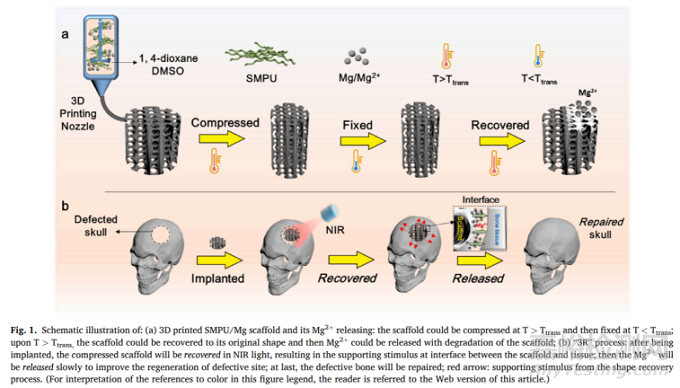 中科院：近紅外響應(yīng)性3D打印形狀記憶聚氨酯/鎂復(fù)合支架促進(jìn)骨再生