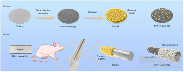 辛伐他汀涂層抗生物膜及內(nèi)植物感染并促進(jìn)骨整合