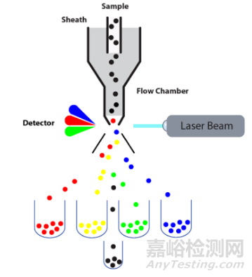 流式細(xì)胞儀檢測原理、組成結(jié)構(gòu)