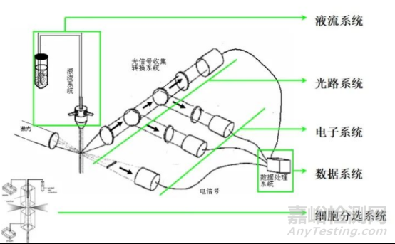 流式細(xì)胞儀檢測原理、組成結(jié)構(gòu)