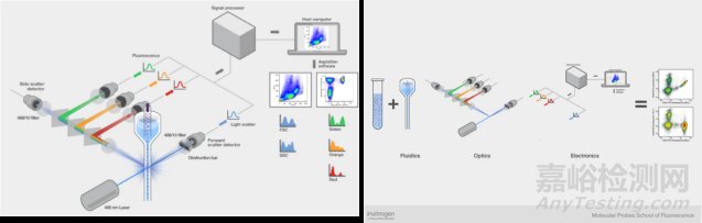 流式細(xì)胞儀檢測原理、組成結(jié)構(gòu)