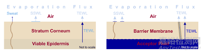 體外皮膚滲透研究(IVPT)之淺談皮膚完整性測試試驗