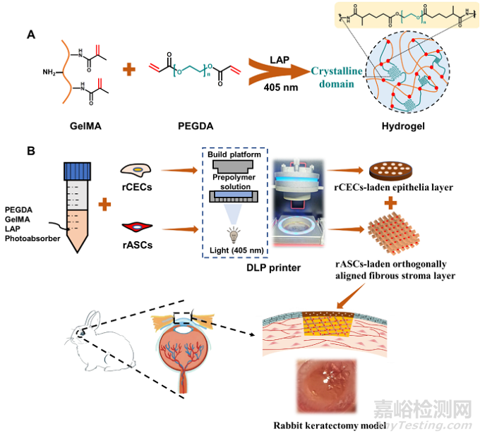 天津大學(xué):3D打印仿生上皮/基質(zhì)雙層水凝膠支架用于角膜再生