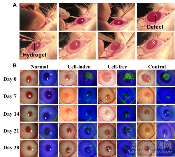 天津大學(xué):3D打印仿生上皮/基質(zhì)雙層水凝膠支架用于角膜再生
