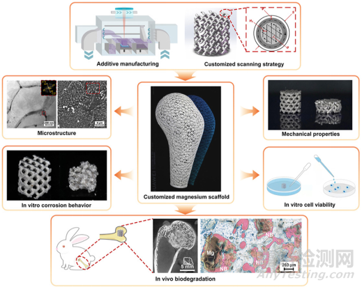 激光增材制造WE43可降解鎂合金骨植入物工藝優(yōu)化及體內(nèi)外生物降解行為
