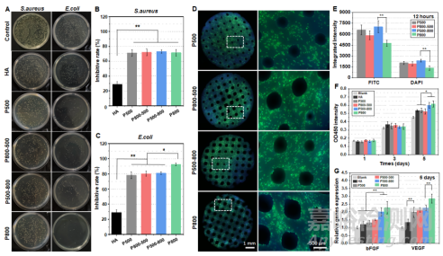 分級微孔結(jié)構(gòu)精細(xì)調(diào)控的抗感染型陶瓷義眼座設(shè)計及高效血管化整合研究