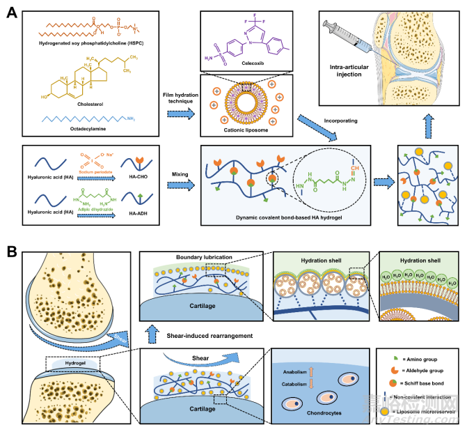 剪切響應(yīng)的邊界潤滑水凝膠治療骨關(guān)節(jié)炎